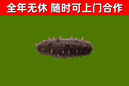 孝感回收海参干